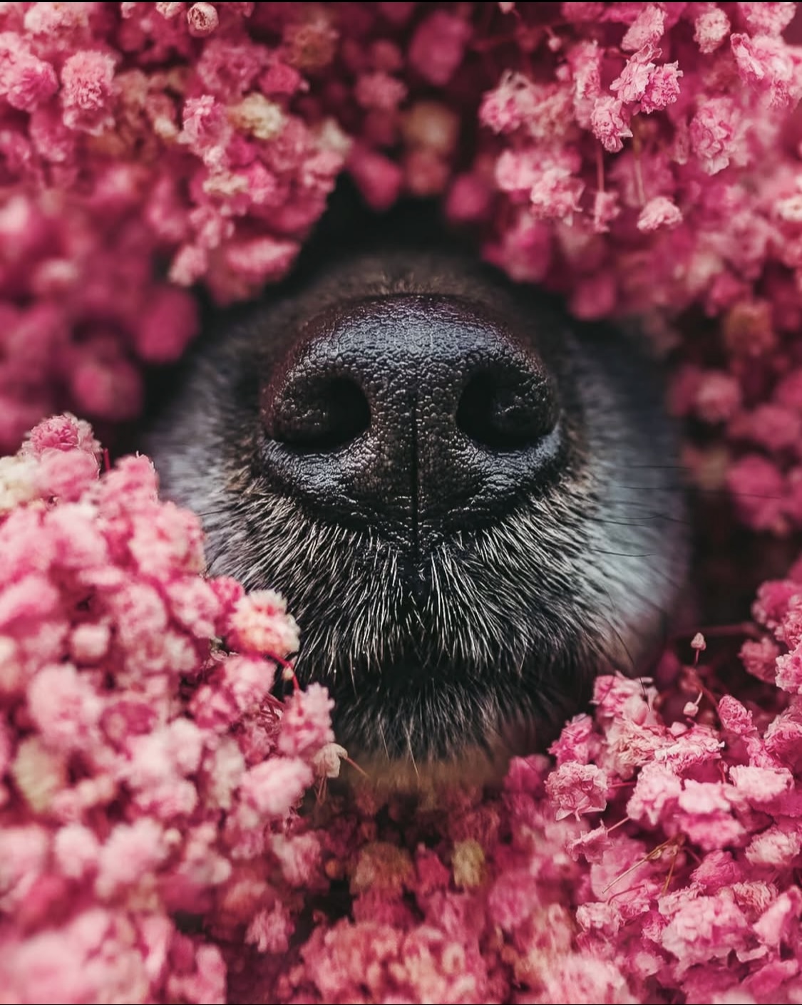 Dog surrounded by soft pink flowers